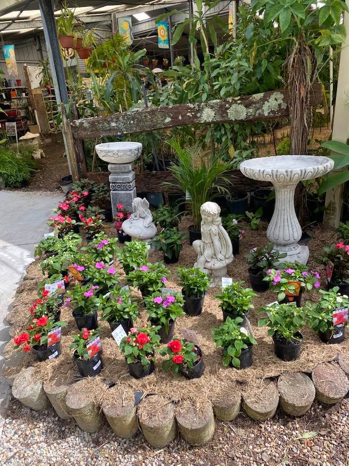Flowers on Small Pots — Junction Hill Nursery in Junction Hill, NSW