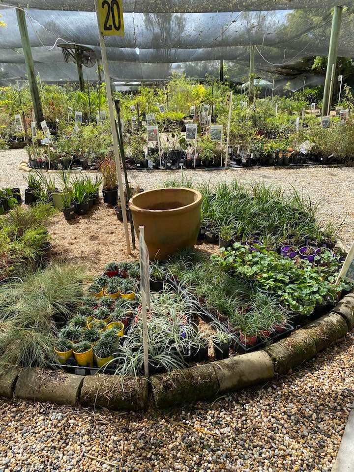 Plants on the Nursery — Junction Hill Nursery in Junction Hill, NSW