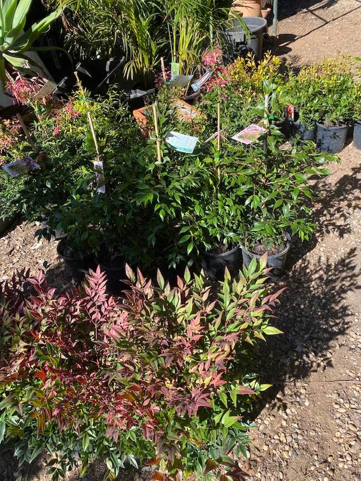 Different Kinds of Plants — Junction Hill Nursery in Junction Hill, NSW