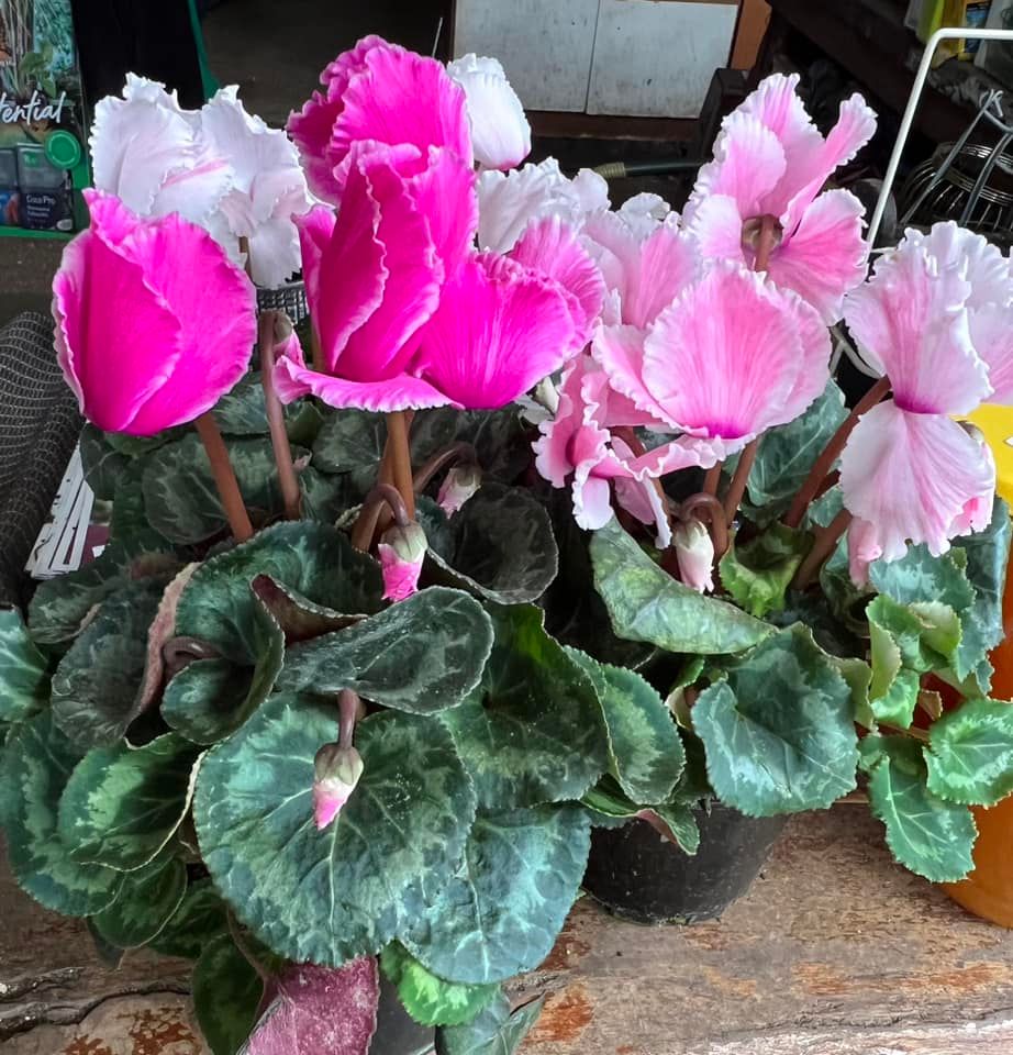 Cyclamen Plant — Junction Hill Nursery in Junction Hill, NSW