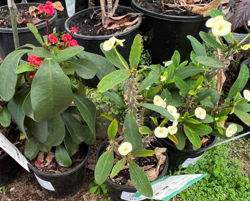 Crown of Thorn Thai Plant — Junction Hill Nursery in Junction Hill, NSW