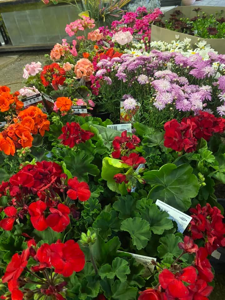 Different Colors of Flowers — Junction Hill Nursery in Junction Hill, NSW