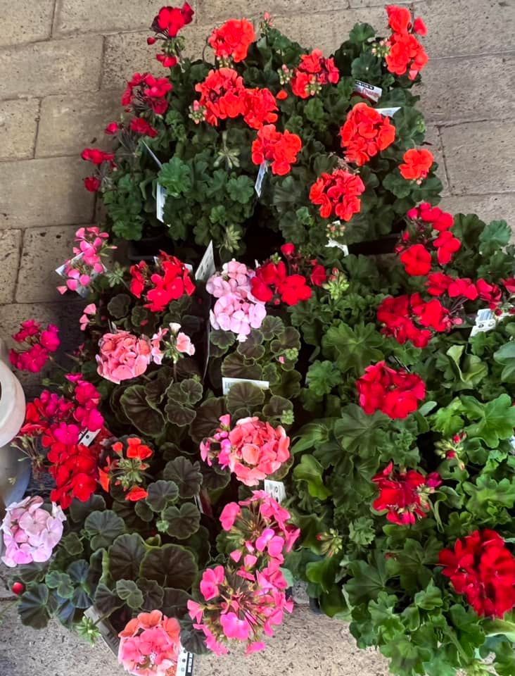 Flowers on Pots — Junction Hill Nursery in Junction Hill, NSW