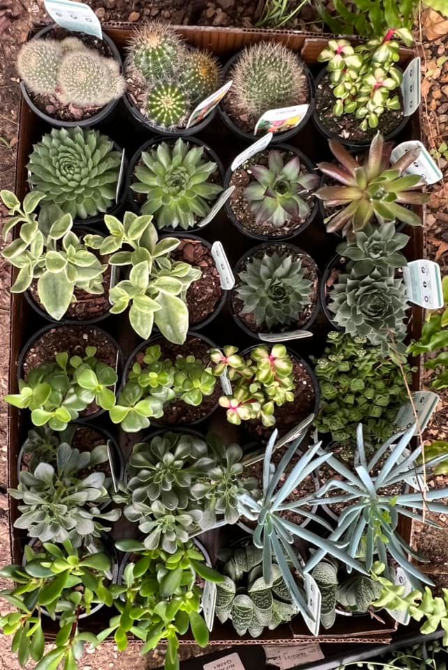 Cactus and Succulents — Junction Hill Nursery in Junction Hill, NSW