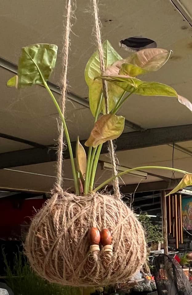 Hanging Arrowhead Plant — Junction Hill Nursery in Junction Hill, NSW