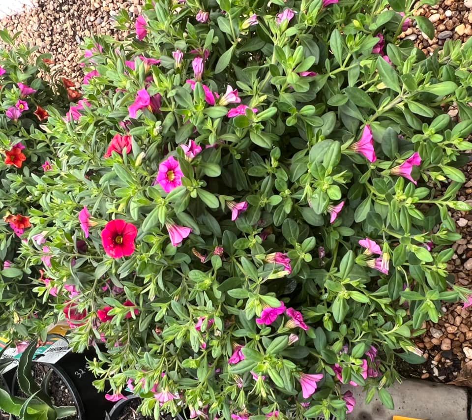 Marigold Plant — Junction Hill Nursery in Junction Hill, NSW
