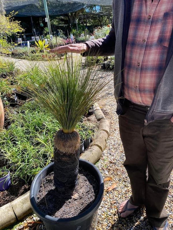 Ornamental Plant on Pot — Junction Hill Nursery in Junction Hill, NSW
