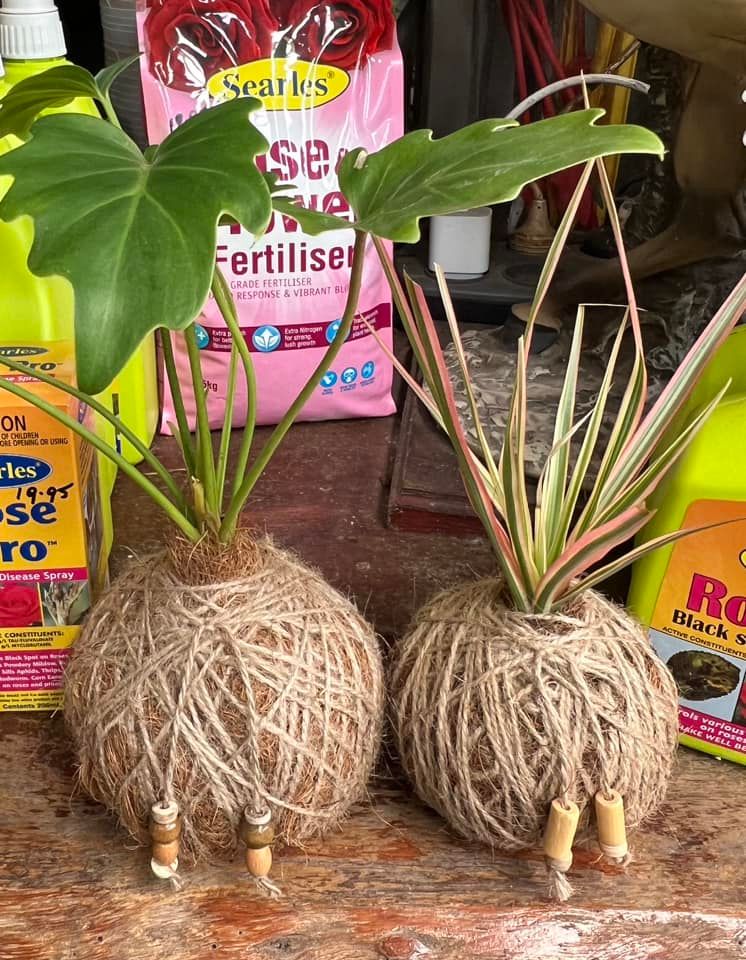 Plants on Moss Ball — Junction Hill Nursery in Junction Hill, NSW