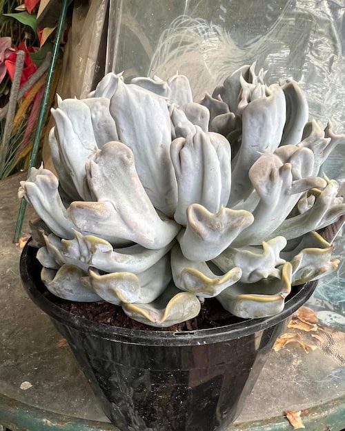 Echeveria Runyonii Plant — Junction Hill Nursery in Junction Hill, NSW