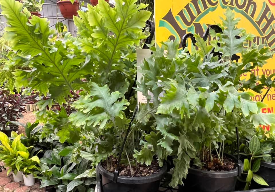 Philodendron Plant — Junction Hill Nursery in Junction Hill, NSW