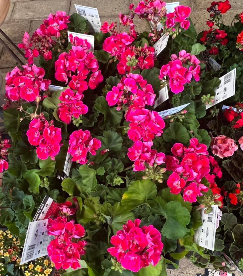 Geranium Plant — Junction Hill Nursery in Junction Hill, NSW