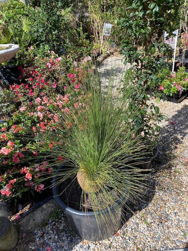 Ornamental Plant — Junction Hill Nursery in Junction Hill, NSW