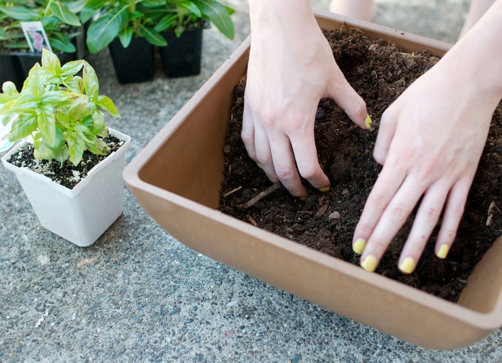A Woman with Yellow Nails is Planting a Plant in a Planter — Junction Hill Nursery in Junction Hill, NSW