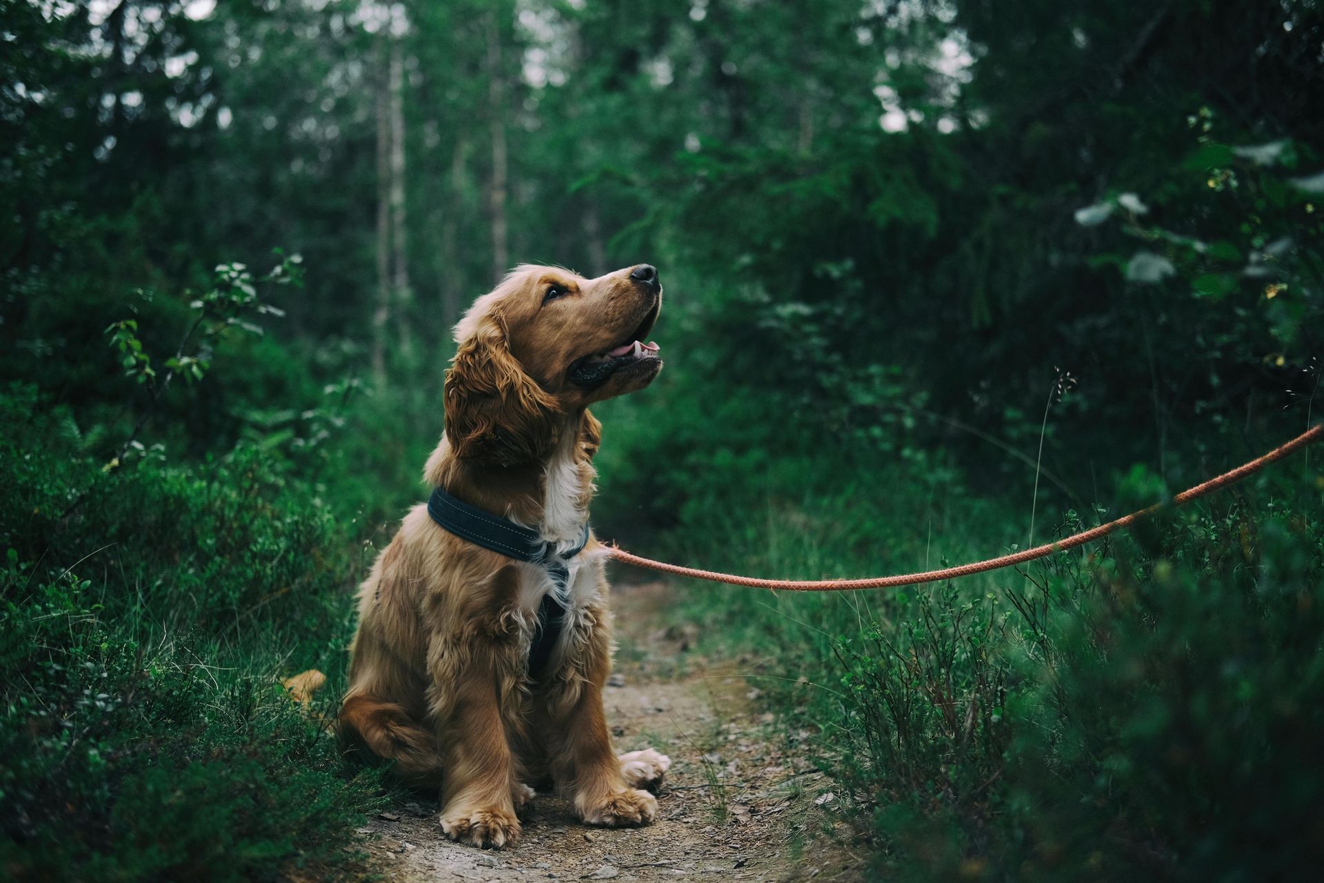 Ein goldener Cocker Spaniel sitzt mit an der Leine befestigt auf einem Pfad in einem üppig grünen Wald und blickt nach oben.