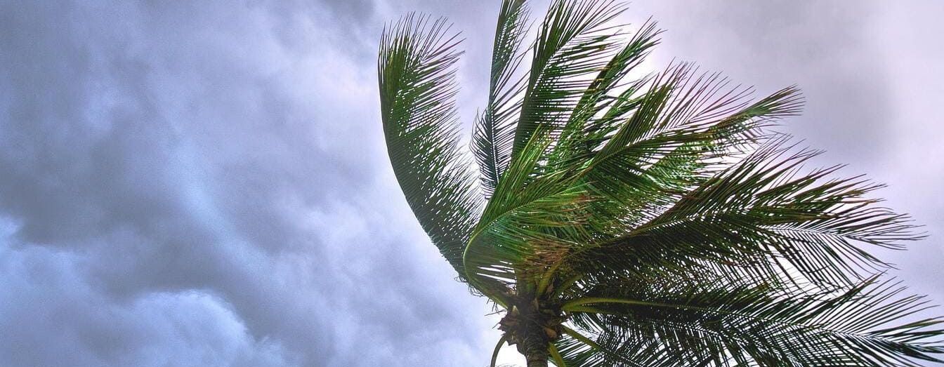 A palm tree is blowing in the wind against a cloudy sky.