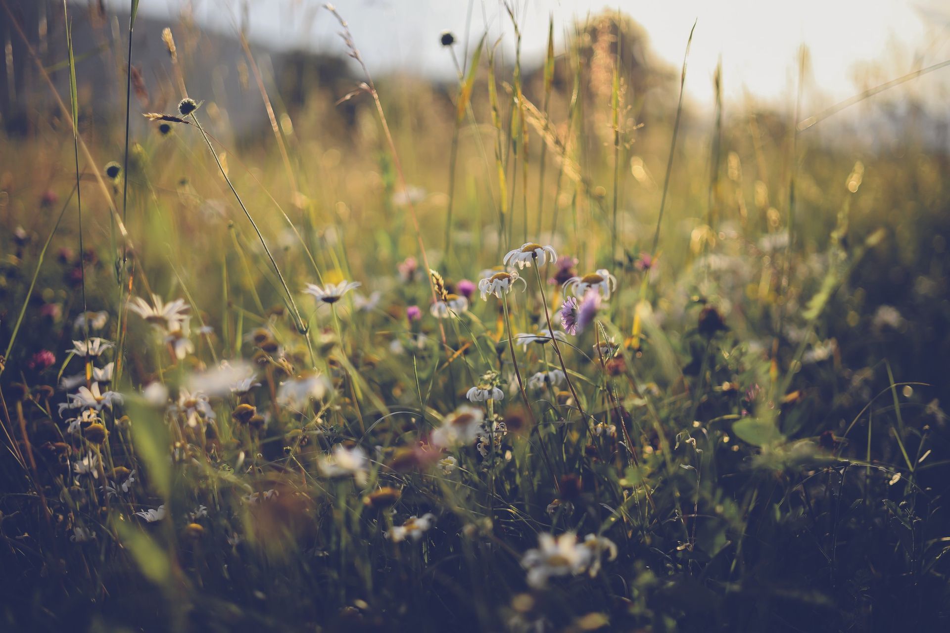 Sunlit wildflowers and tall grass swaying in a meadow, with a soft blurred background