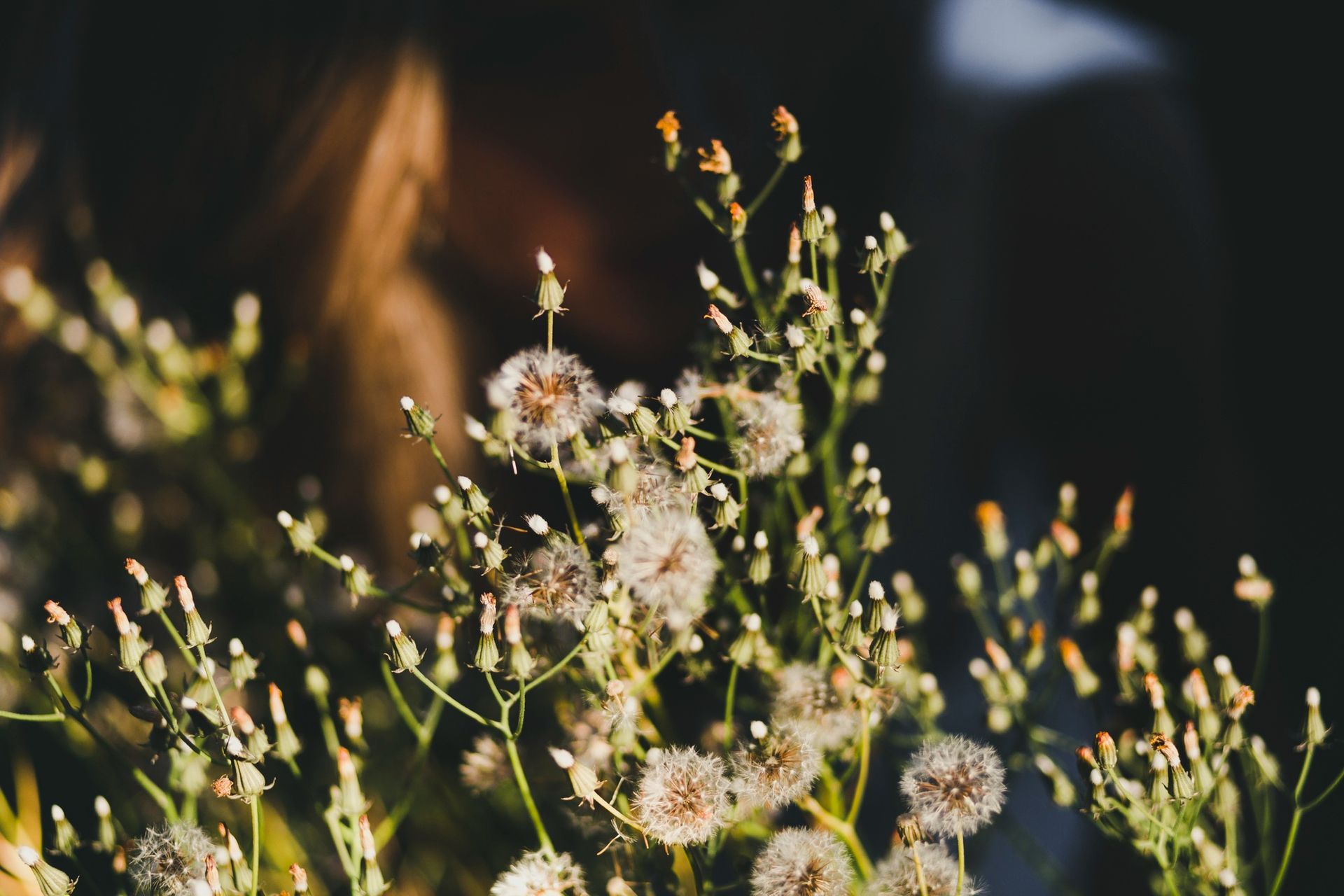 Wildflowers with white seed heads in soft sunlight, with blurred figures in the background