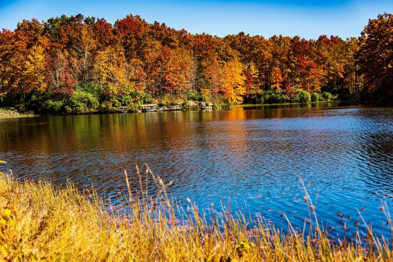 Autumn trees reflected in a calm blue lake, with golden grasses in the foreground
