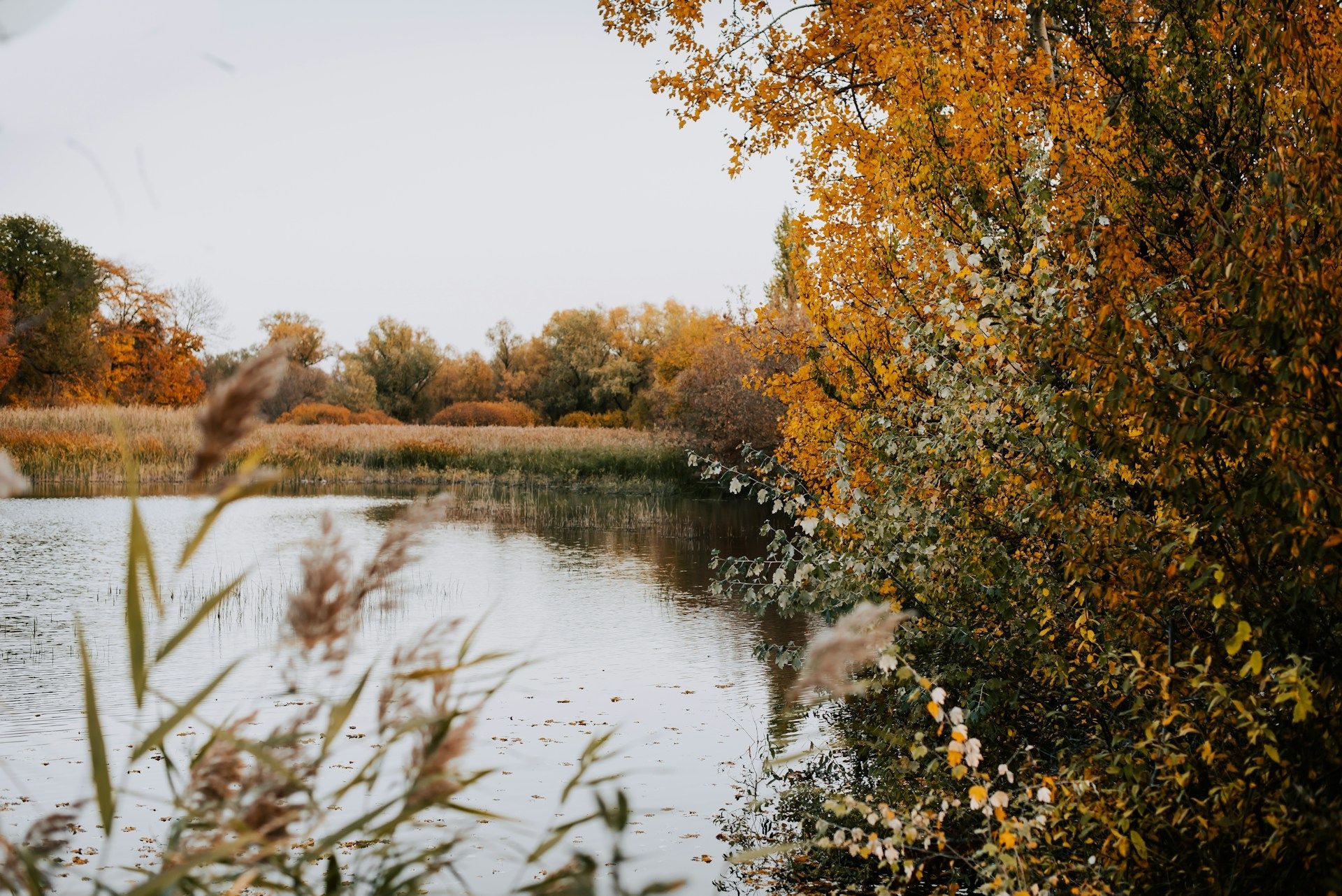 Autumn lake with orange trees and tall grasses along the shore