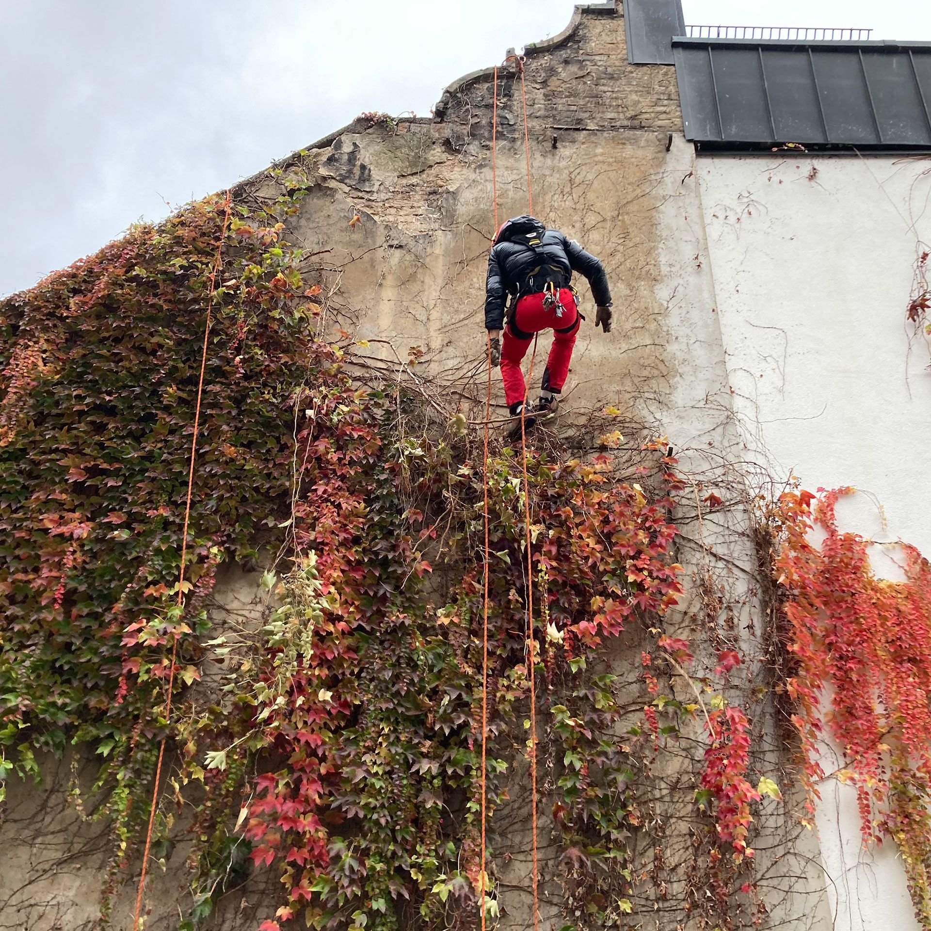 Une personne grimpe sur un mur sur lequel pousse du lierre.