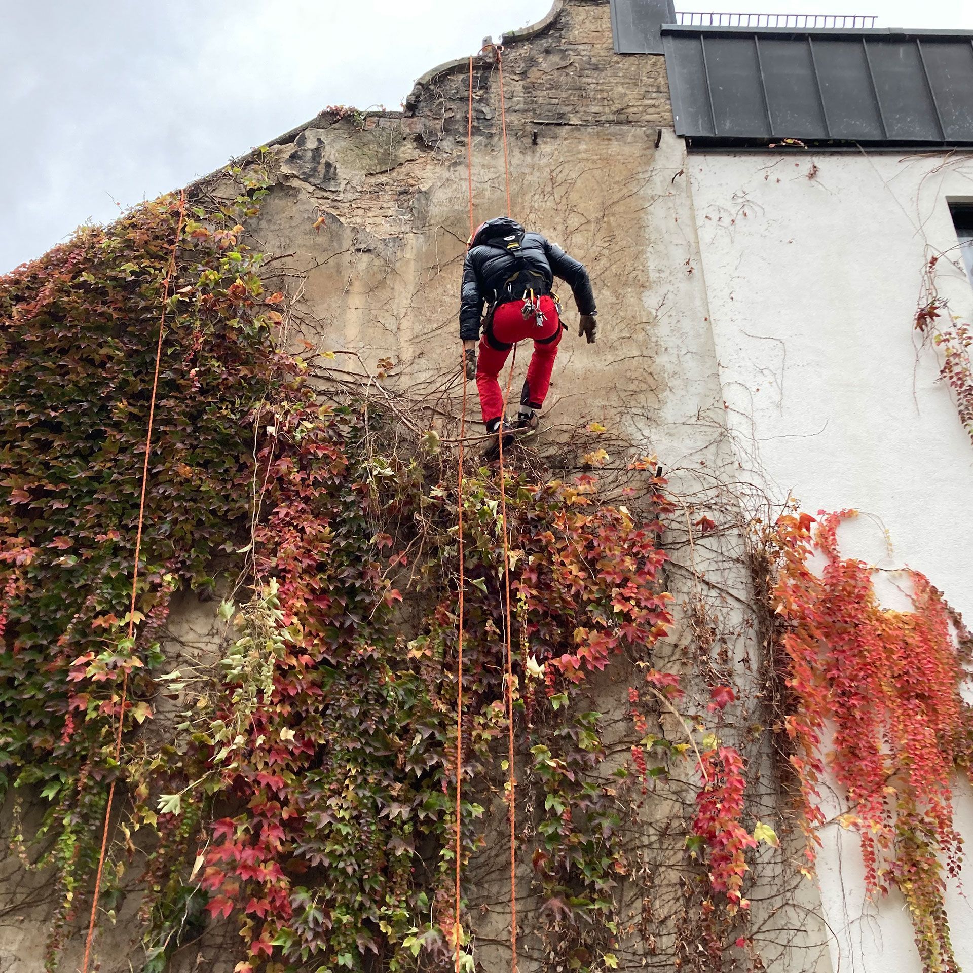 Une personne grimpe sur un mur sur lequel pousse du lierre.