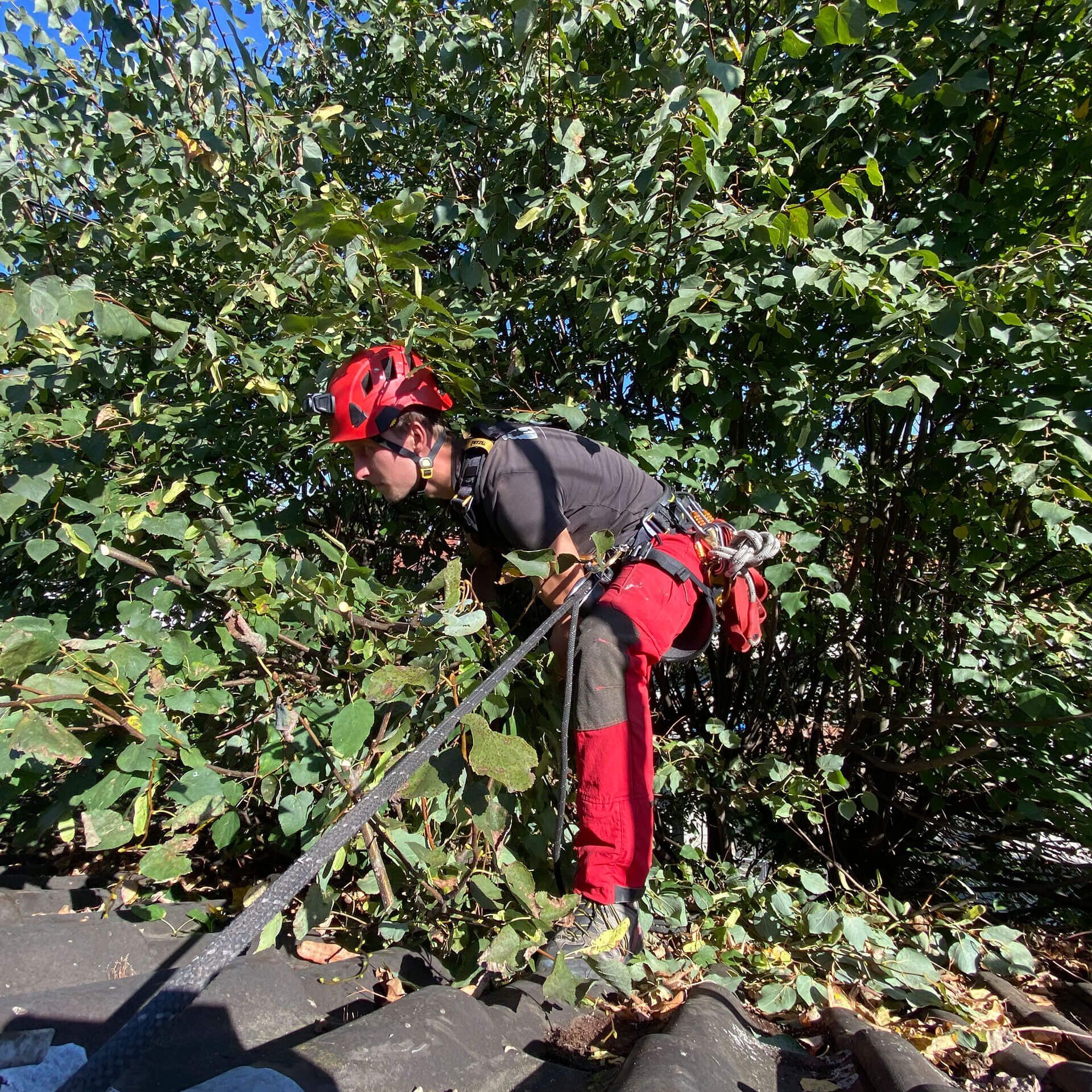 Un homme portant un casque et un pantalon rouge coupe un arbre.