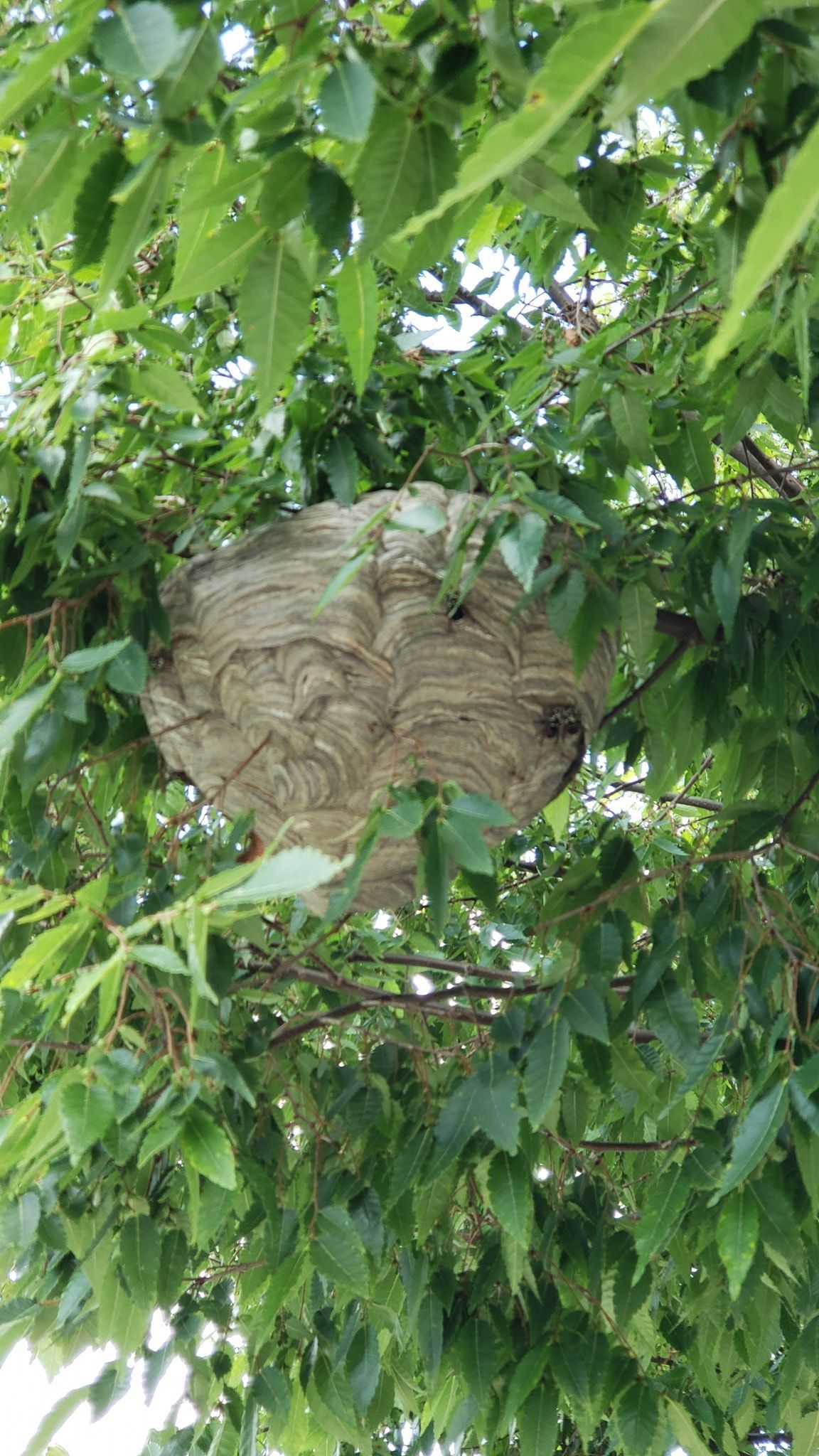 A bald faced hornet nest is hanging from a tree branch.