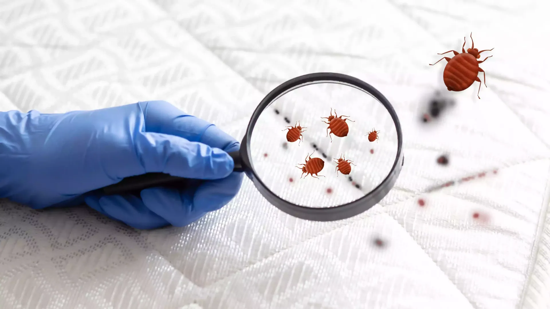 Gloved hand holding magnifying glass over a mattress with bed bugs visible.