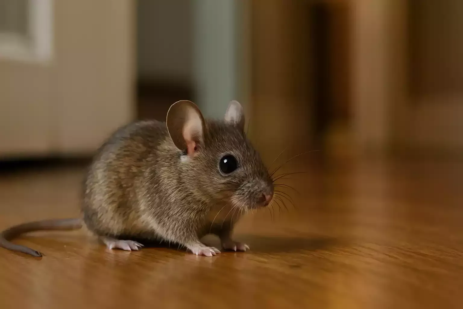house mouse droppings