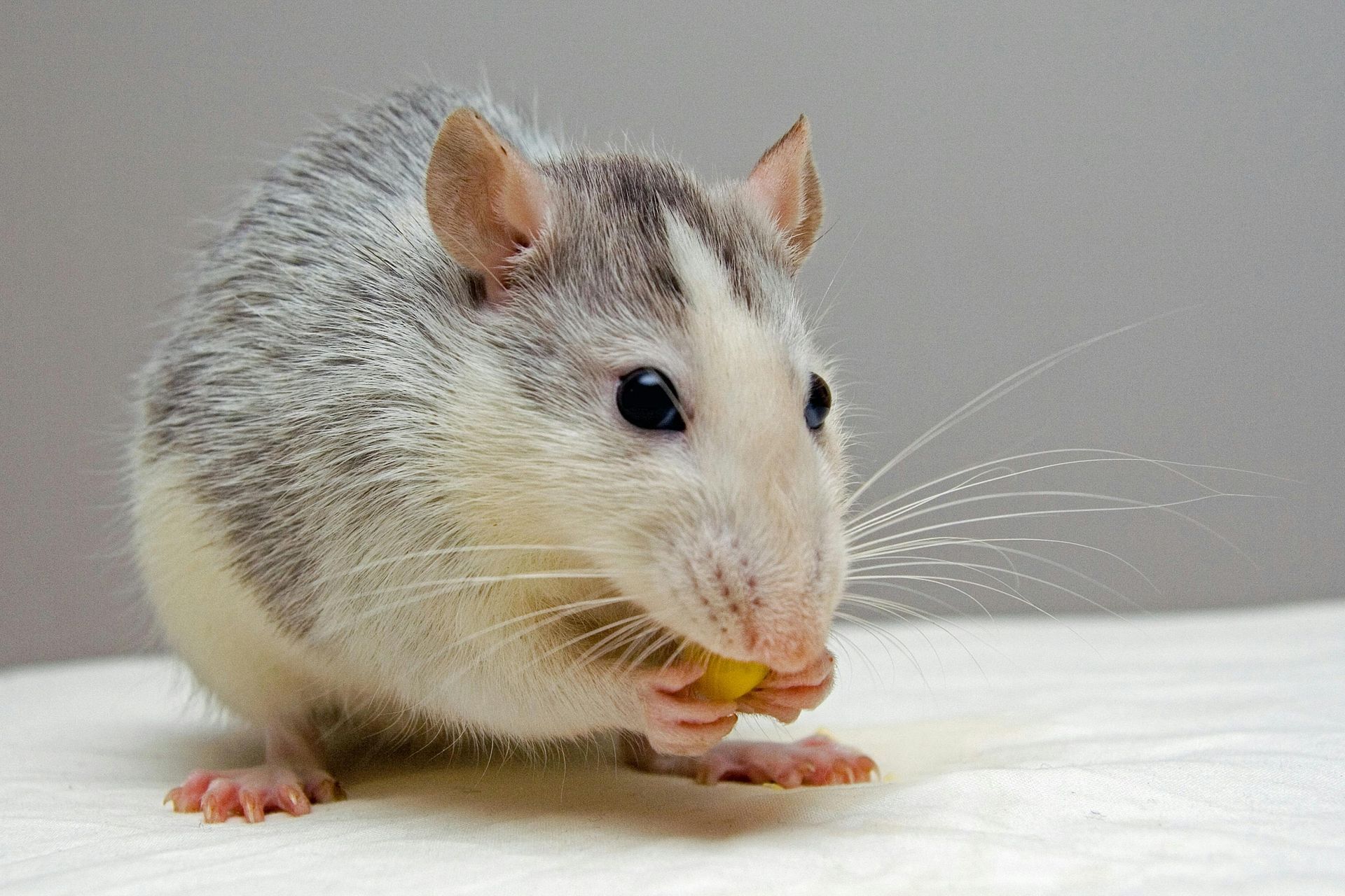 A close up of a rat eating a piece of food.