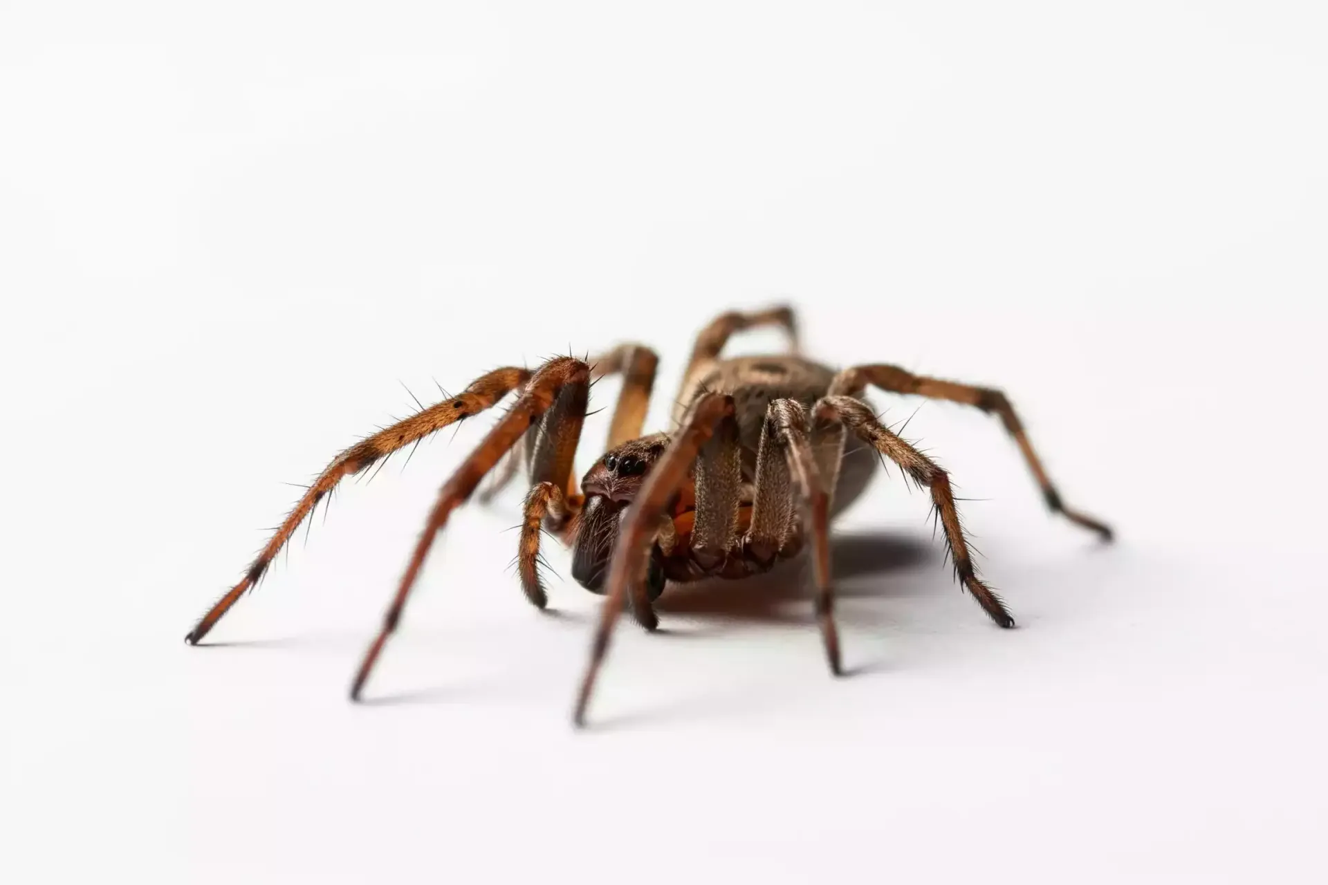 Brown spider on a white surface, legs outstretched.