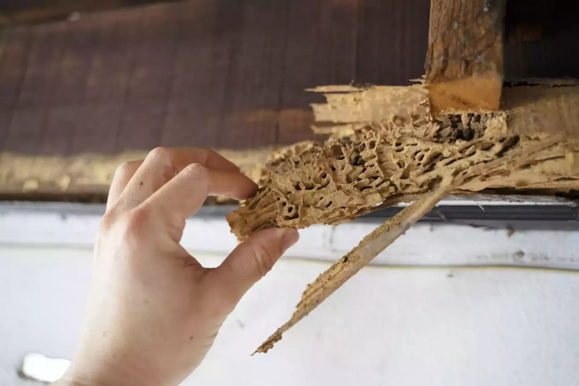 Hand holding a piece of termite-damaged wood, revealing tunnels. Setting is inside a building.