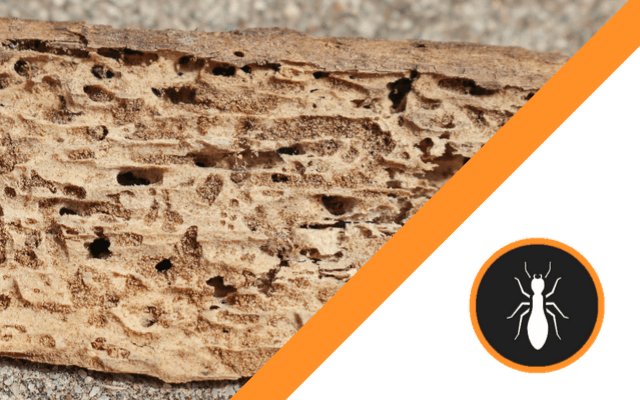 A piece of wood that has been eaten by termites