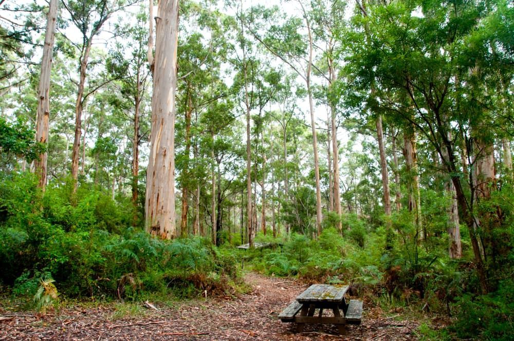 Picnic Table In The Middle Of A Forest — Mike's Tree Services In  Saint Georges Basin, NSW