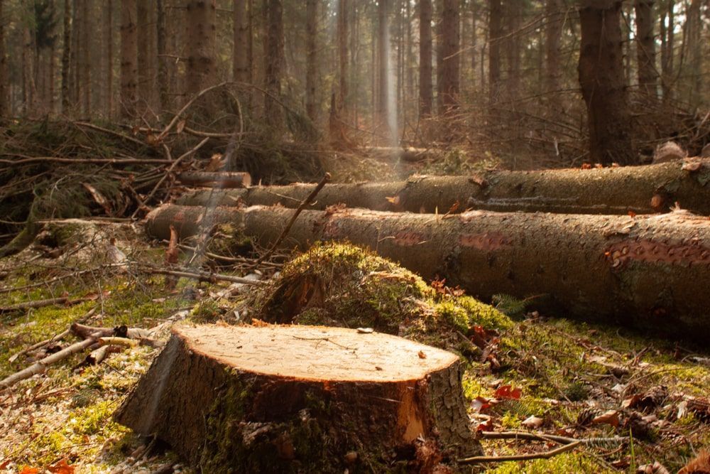 Pile Of Logs In A Forest With A Stump — Mike's Tree Services In  Saint Georges Basin, NSW