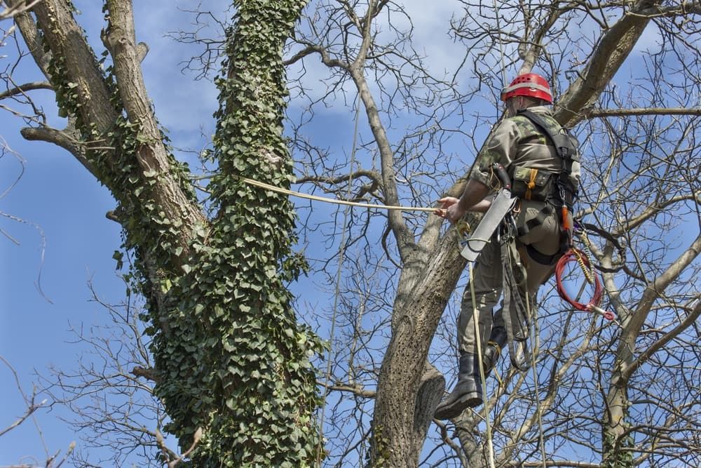 Man Cutting A Tree On The Top — Mike's Tree Services In  Saint Georges Basin, NSW