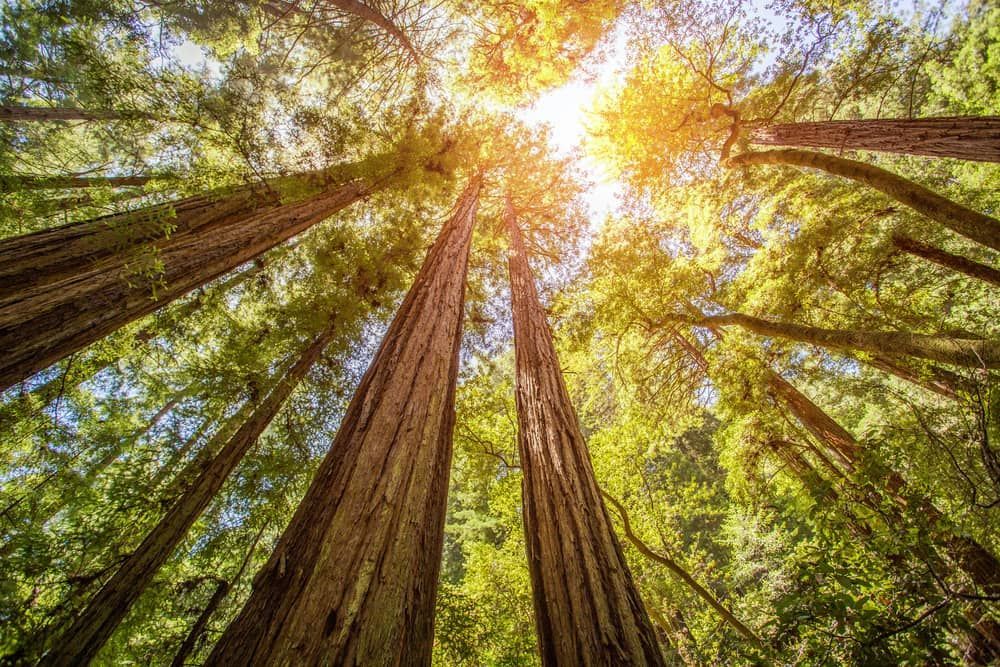 Large Trees — Mike's Tree Services In Sussex Inket, NSW