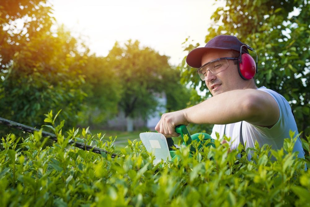 Man Cutting A Hedge With A Hedge Trimmer — Mike's Tree Services In  Saint Georges Basin, NSW