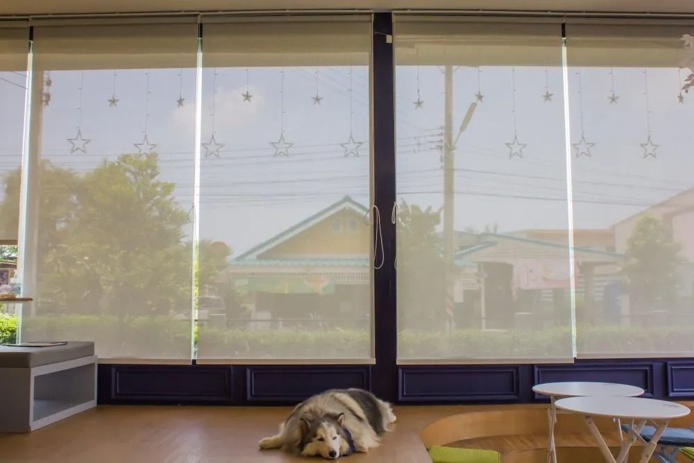 A Husky Dog is Laying on the Floor in Front of a Window — Design 2000 Blinds & Awnings In San Remo, NSW