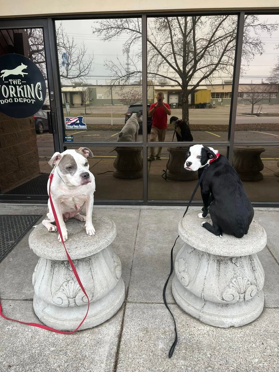 Two dogs sitting on stone pedestals outside a storefront, one white and one black-and-white, on leashes.
