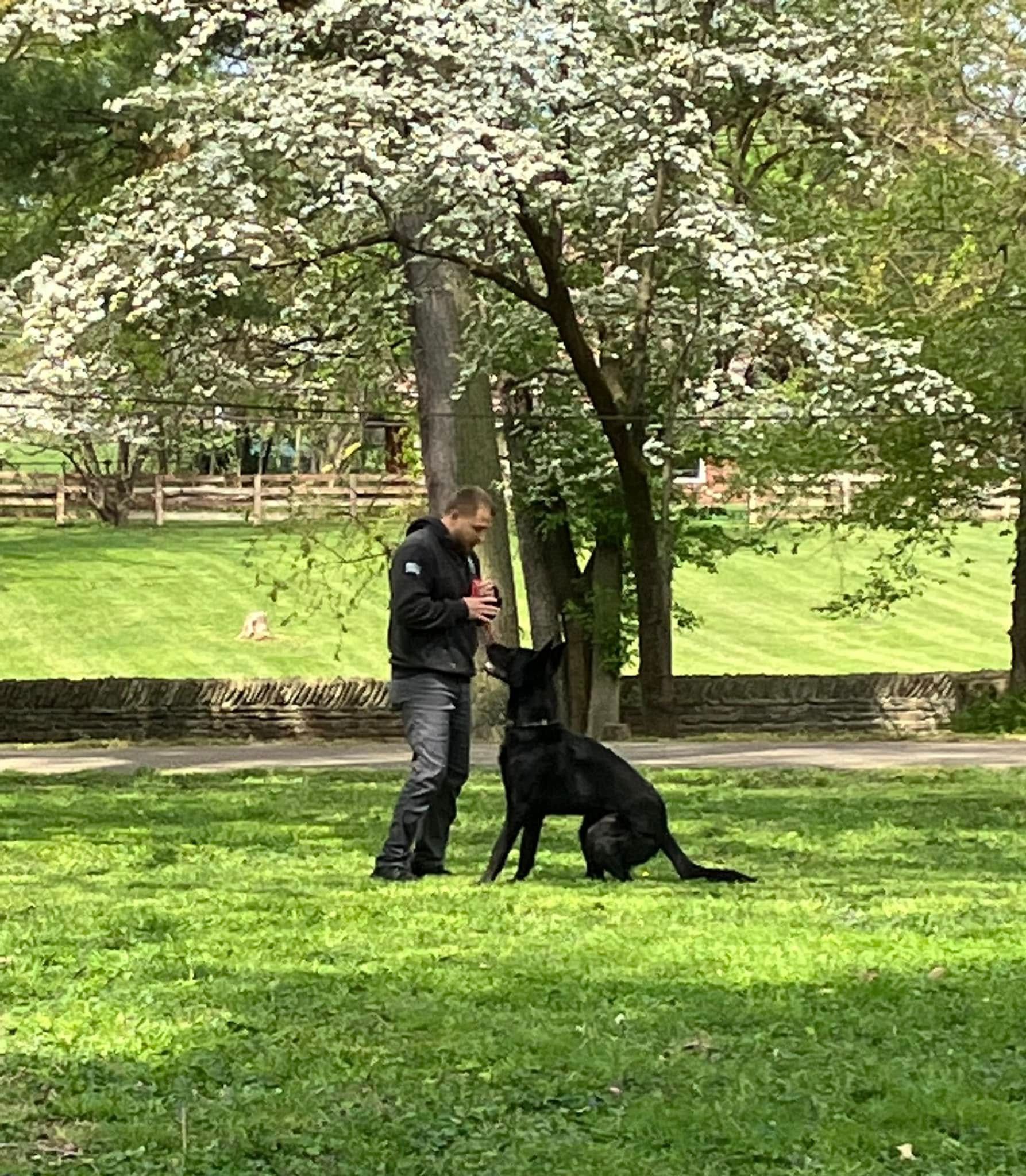 Person training a black dog on a leash under a blooming tree in a green park