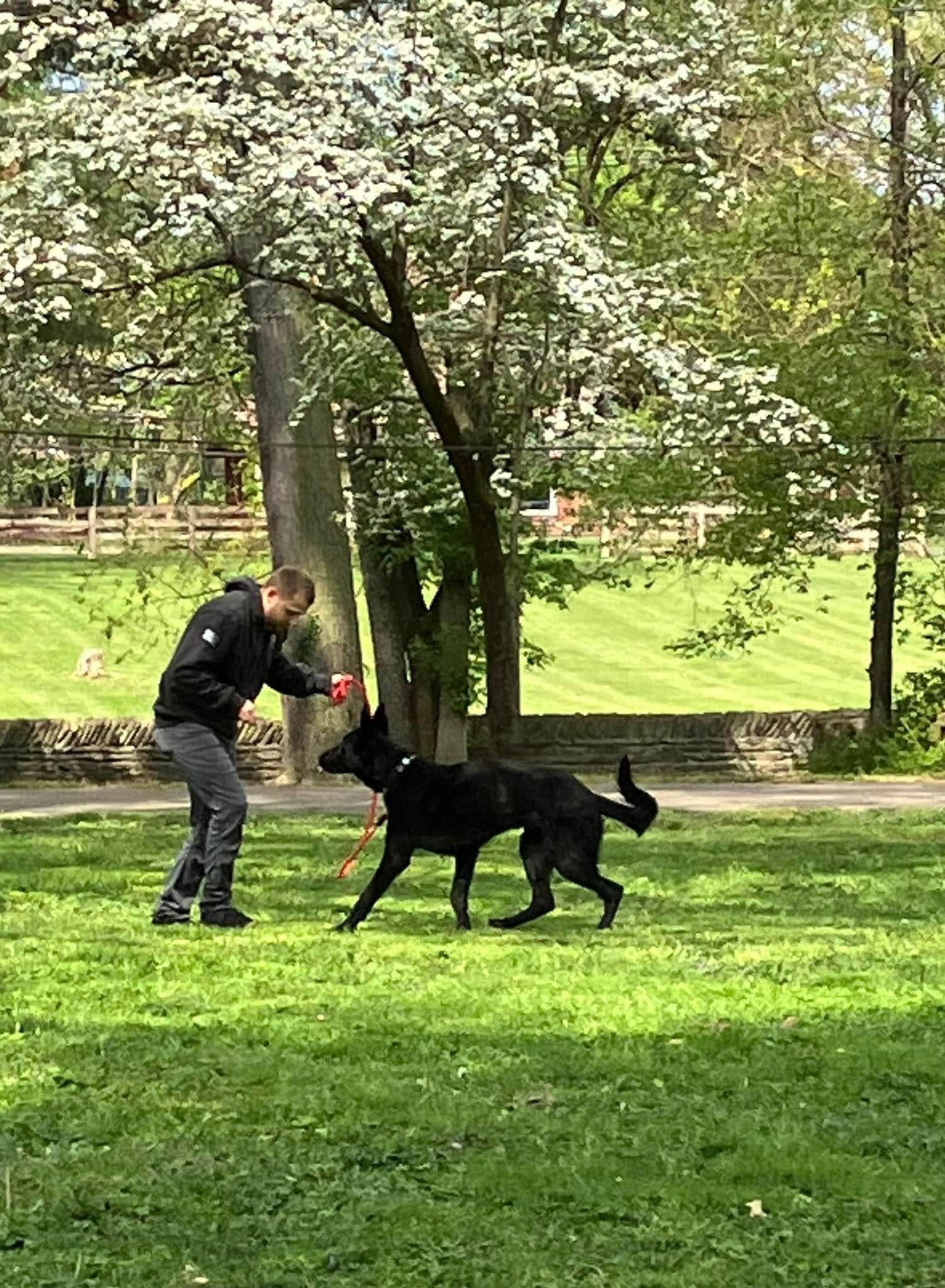 Person in black plays with a black dog on grass beneath blooming trees in a park