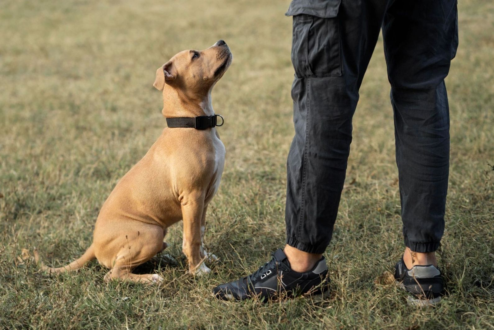 Tan dog sitting on grass, looking up at a person standing beside it.