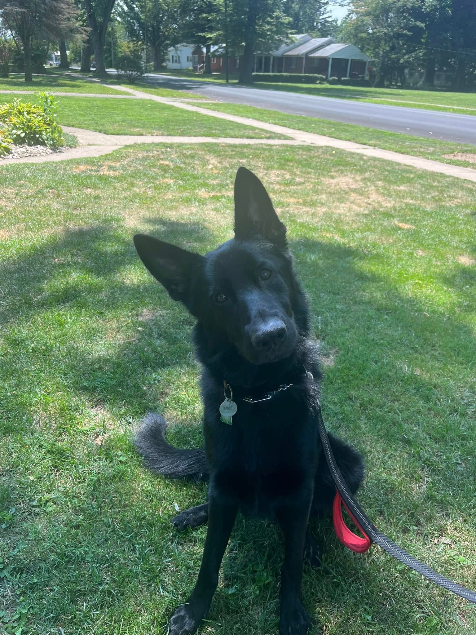 Black dog with one ear up sits on grass beside a sidewalk on a sunny day.