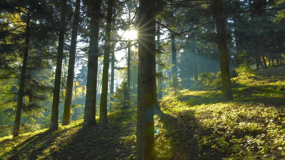 Sunlit forest with tall trees and long shadows across a mossy, green woodland floor