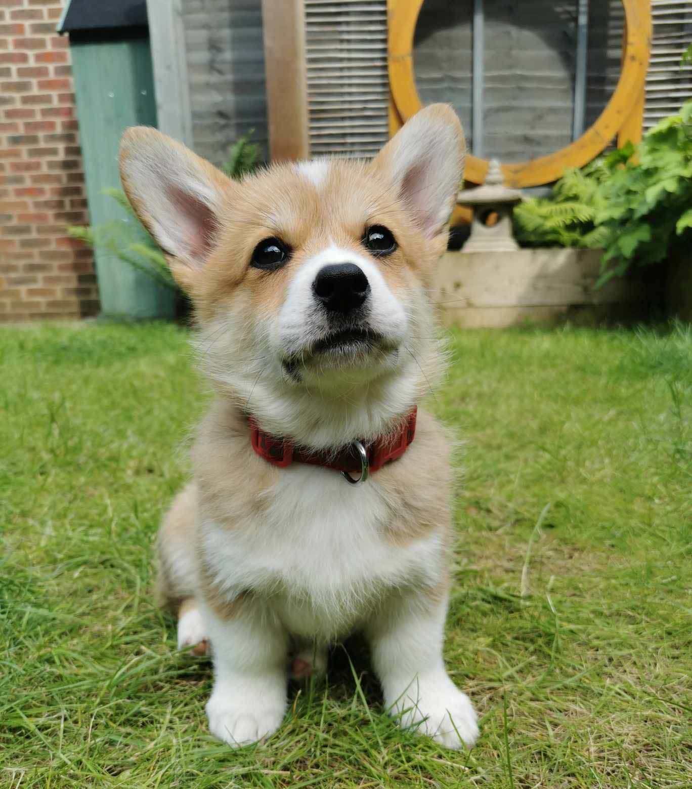 Elliott