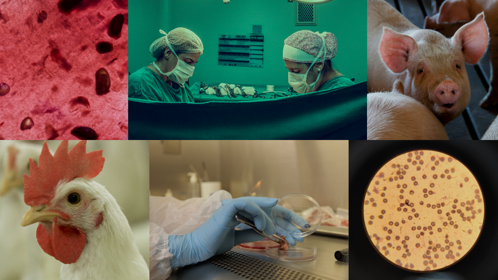 Collage of lab scenes with pig, chicken, gloved hands, bacteria culture, and microscope view