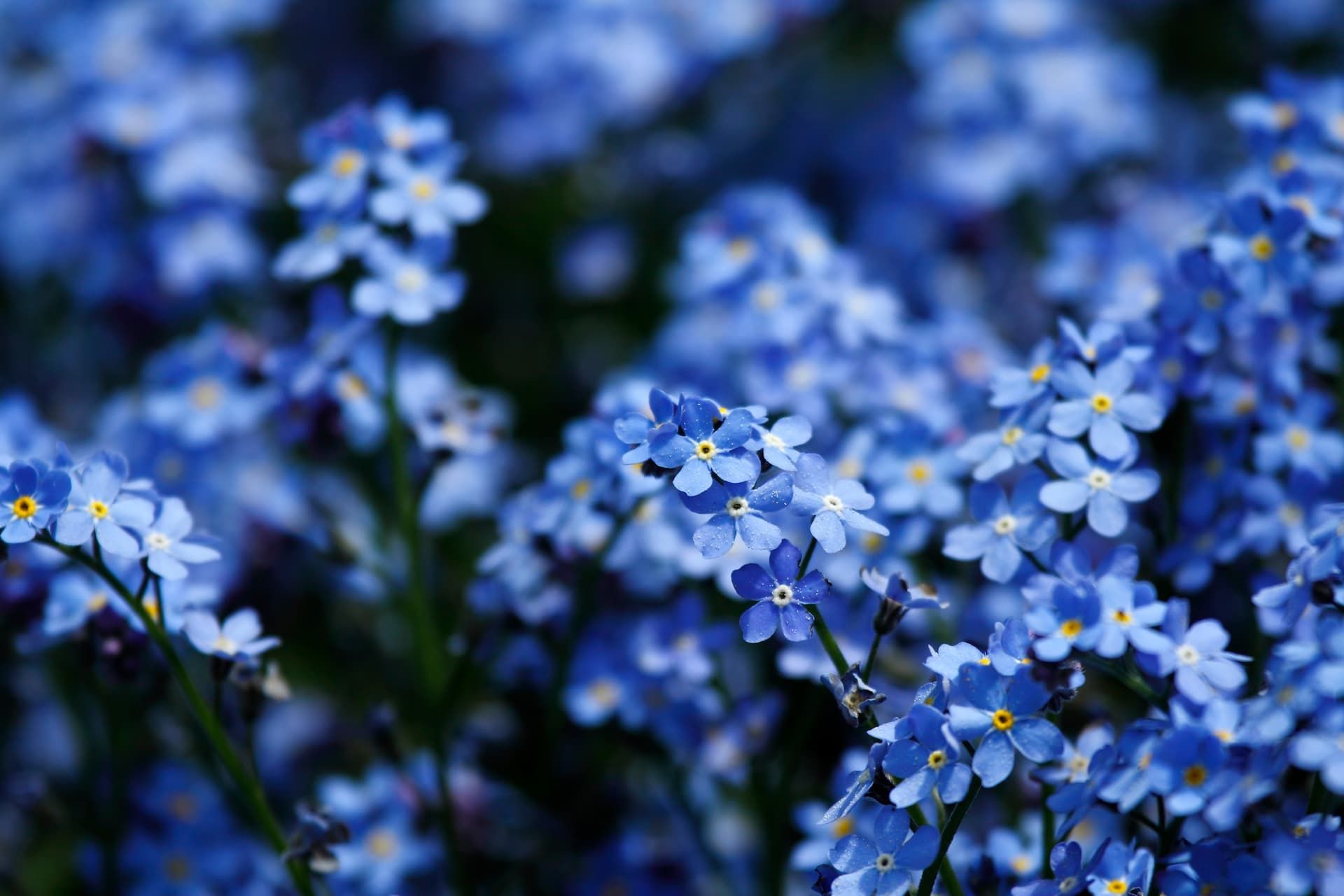 Clusters of small blue flowers with yellow centers in a soft-focus garden scene