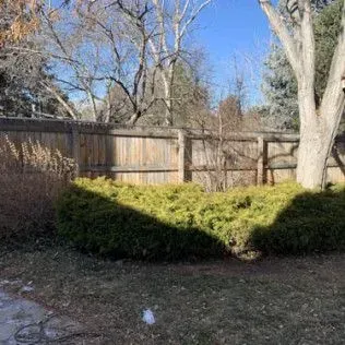 Green shrubs and a wooden fence in a yard with trees and sunlight.