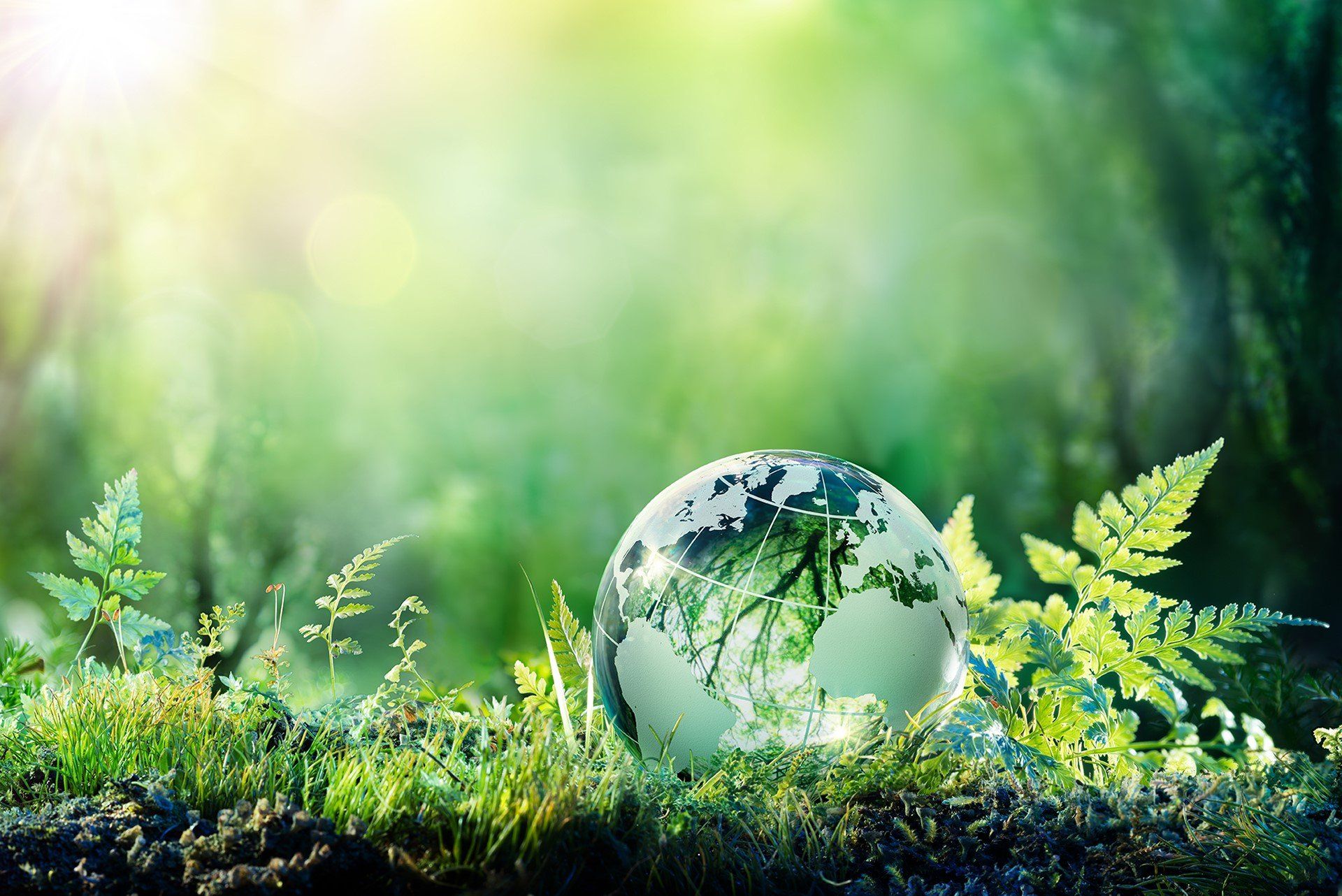 Globo di cristallo che riflette il verde della foresta, incastonato tra muschio e felci.